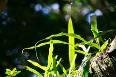 Pyrrosia longifolia
