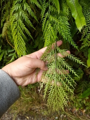 Asplenium appendiculatum