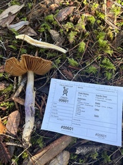Cortinarius seidliae