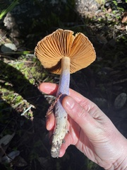 Cortinarius seidliae