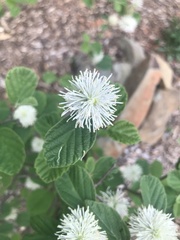 Fothergilla