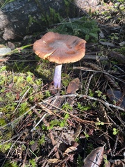 Cortinarius seidliae