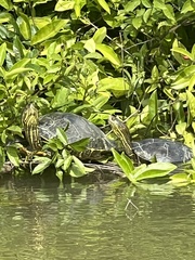 Trachemys venusta