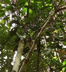 Petroica macrocephala macrocephala