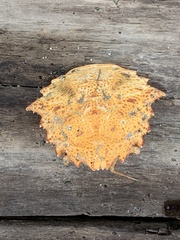 Telmessus cheiragonus