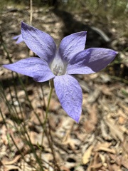 Wahlenbergia capillaris