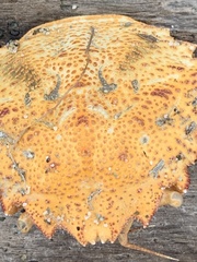 Telmessus cheiragonus