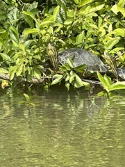Trachemys venusta