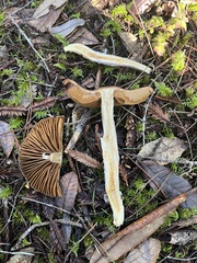 Cortinarius seidliae