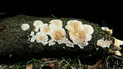 Byssomerulius corium