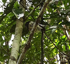 Petroica macrocephala macrocephala