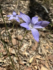 Wahlenbergia capillaris