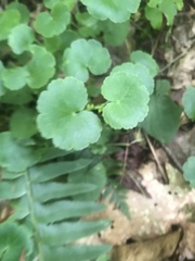 Hydrocotyle americana