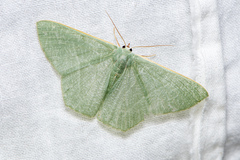 Prasinocyma ocyptera