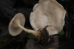 Clitocybe phyllophila