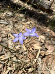 Wahlenbergia capillaris