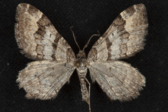 Xanthorhoe abrasaria