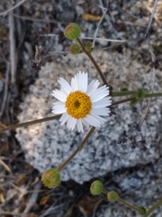 Amauria rotundifolia