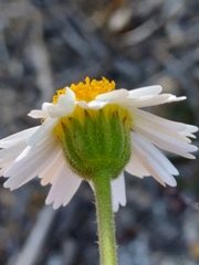 Amauria rotundifolia