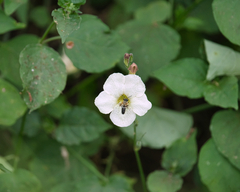 Megachile umbripennis