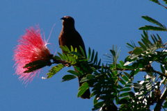 Myzomela obscura