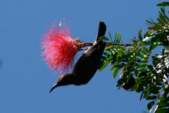 Myzomela obscura