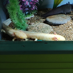 Ambystoma mexicanum