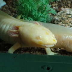Ambystoma mexicanum