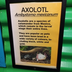 Ambystoma mexicanum