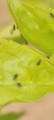 Myzus persicae