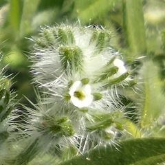 Cryptantha barbigera barbigera