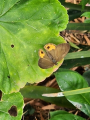 Hypocysta pseudirius