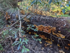 Armillaria luteobubalina