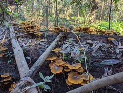 Armillaria luteobubalina