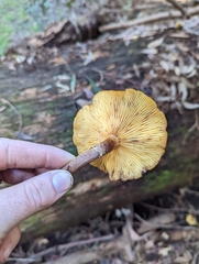 Armillaria luteobubalina