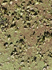 Azolla filiculoides