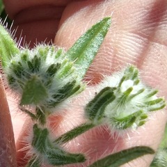 Cryptantha barbigera barbigera