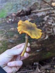 Armillaria luteobubalina