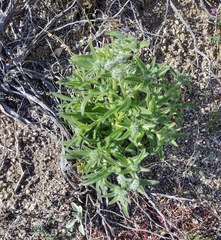 Cryptantha barbigera barbigera