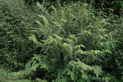 Chamaecrista nictitans