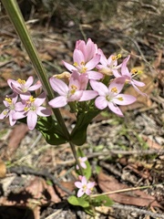 Centaurium erythraea
