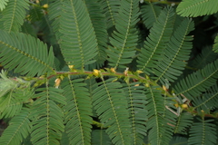 Chamaecrista nictitans