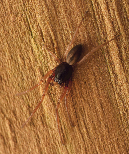 Meriola decepta