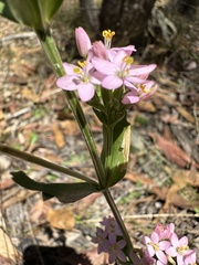 Centaurium erythraea