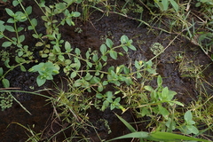 Mecardonia procumbens