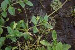 Mecardonia procumbens