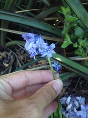 Hyacinthoides