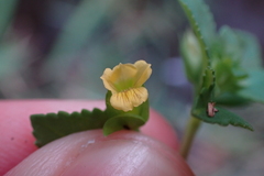 Mecardonia procumbens