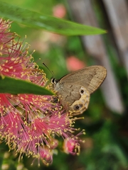 Hypocysta pseudirius