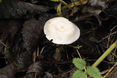Clitocybe phyllophila